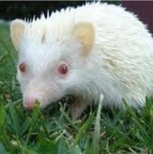 Meet your Posher, Little